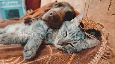 猫和狗的生活方式是睡在一起的有趣视频。 猫和狗在室内的友谊。 宠物友谊和爱猫